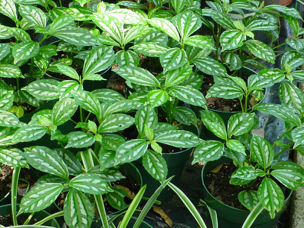 6" Aluminum Plant from My Gardening House in Conroe, TX 77306