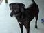 K9 Corral Bed & Breakfast