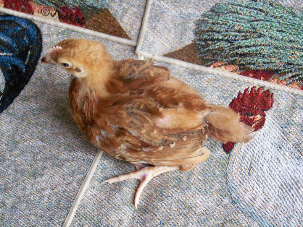 Pictures for Fancy Feather Farms in Amelia Court House, VA 23002