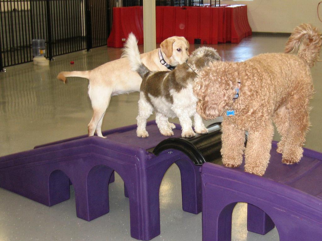 dogs on play ramp from Camp Ruff It Doggie Daycare & Boarding in Carol Stream, IL 60188