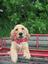 Provided by SPRINGCREEK GOLDENS, Beggs 