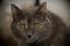 Provided by Pet Pawtography by Kim, Breinigsville 