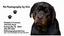 Provided by Pet Pawtography by Kim, Breinigsville 