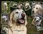 Provided by Pet Pawtography by Kim, Breinigsville 
