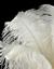 Ostrich Feathers By Pure Dymonds