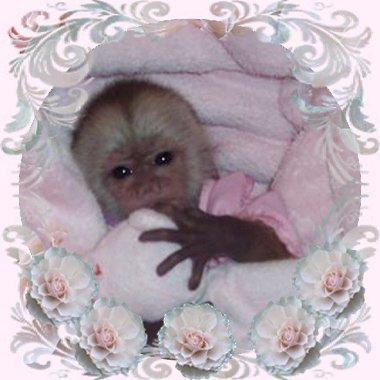 monkeys for sale - Monkeys for monkeys for sale - Monkeys for