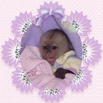 monkeys for sale - Monkeys for monkeys for sale - Monkeys for
