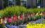Provided by D & H Landscaping, El Sobrante 