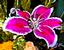 Glam Petal Floral Design