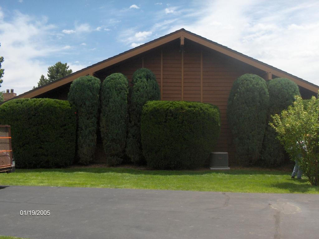 service denver total tree service colorado springs co 80927 719 491 9383 service denver total tree service colorado springs co 80927 719 491 9383