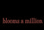Provided by Blooms A Million Florist, Pensacola 