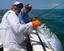 Provided by Little Knock Em Down Charters, Summerland Key 
