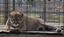 Provided by Summerfield Animal Park, Belvidere 