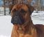 Provided by Lakeview Kennel, Dawson Springs 