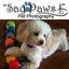 Say Paws Pet Photography