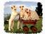 Provided by Award Winning Grooming & Photo, Kalamazoo 