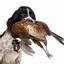 Faircloth Spaniels