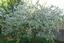 Provided by Deree Tree Farm, Douglass 