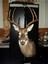 Legendary Outdoor Trophies