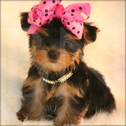 yorkie breeders wisconsin teacup yorkie puppies for sale in wisconsin breeds picture breeds picture yorkie breeders wisconsin teacup yorkie puppies for sale in wisconsin breeds picture breeds picture