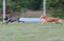 Provided by Dogs Live Happy, LLC, Register 