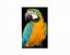 Bird Paradise