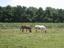 Provided by Knoll Ridge Stable, Hampshire 