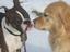 Hike a Pup Pet Sitting