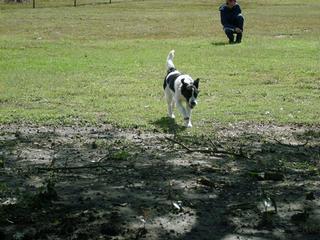 TillyWilly.jpg provided by Pet Sitter Lori (& Co) Kinston 28504 