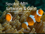 Provided by Smoky Mtn Saltwater & Coral, Kodak 