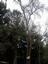 Provided by Ape Tree Service, Sacramento 