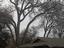 Provided by Ape Tree Service, Sacramento 