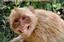 41769011_DSC_9847SmilingMonkeyCROP.jpg