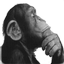 Avatar użytkownika