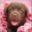 Lucky Dog, Grooming Salon
