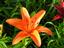 Provided by Mary's Garden, Hickory Corners 