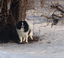 Provided by Alden's Kennels Inc., Ringwood 