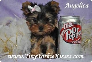 tiny yorkie kisses reviews tiny yorkie kisses vacaville ca 95688 707 720 9042 breeders tiny yorkie kisses reviews tiny yorkie kisses vacaville ca 95688 707 720 9042 breeders