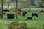 Provided by Everything at Butternut Farms, Bolivar 