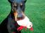 Provided by A Tail Above Dog Training, Severn 