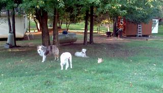 2011-09-03_08-42-27_998.jpg provided by Schnauzer Snips Grooming Salon and Pet Resort Lindale 75771 