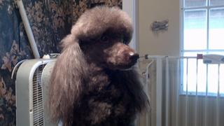 2011-11-30_11-45-11_59.jpg provided by Schnauzer Snips Grooming Salon and Pet Resort Lindale 75771 