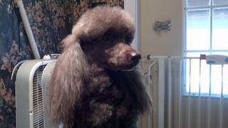2011-11-30_11-45-11_59.jpg provided by Schnauzer Snips Grooming Salon and Pet Resort Lindale 75771 