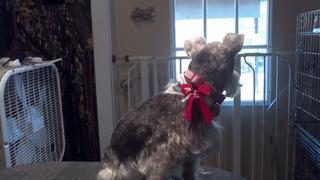 2011-12-02_10-43-51_454.jpg provided by Schnauzer Snips Grooming Salon and Pet Resort Lindale 75771 