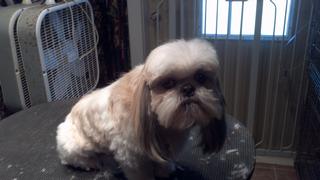 2011-12-07_10-55-29_236.jpg provided by Schnauzer Snips Grooming Salon and Pet Resort Lindale 75771 