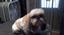 Provided by Schnauzer Snips Grooming Salon and Pet Resort, Lindale 