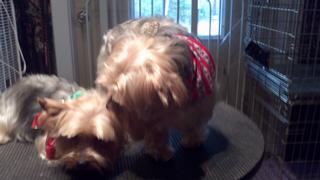 2011-12-09_10-40-03_29.jpg provided by Schnauzer Snips Grooming Salon and Pet Resort Lindale 75771 