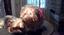 Provided by Schnauzer Snips Grooming Salon and Pet Resort, Lindale 