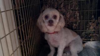 2011-12-19_14-06-07_327.jpg provided by Schnauzer Snips Grooming Salon and Pet Resort Lindale 75771 