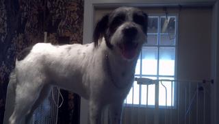 2011-12-30_11-32-39_13.jpg provided by Schnauzer Snips Grooming Salon and Pet Resort Lindale 75771 